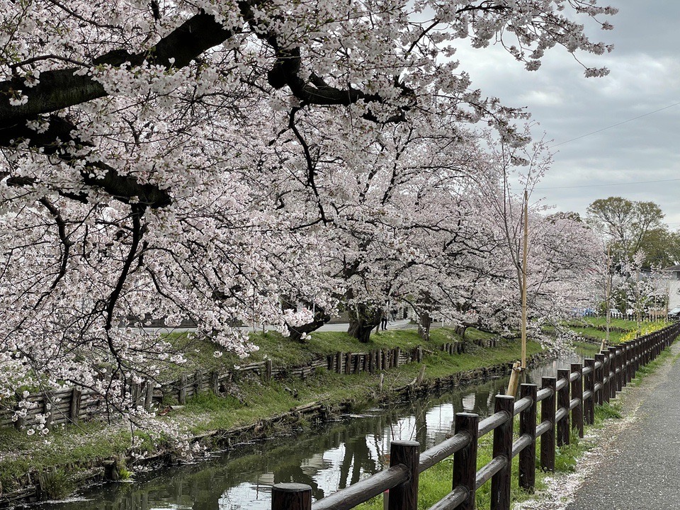 Cherry blossoms kawagoe
